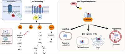 Orphan G protein-coupled receptors: the ongoing search for a home